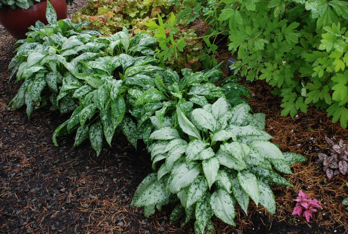 Pruning Lungwort Plants