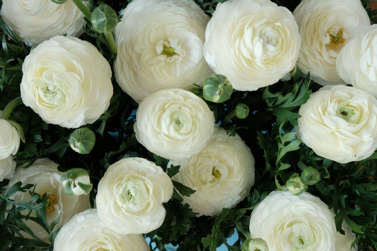 Ranunculus