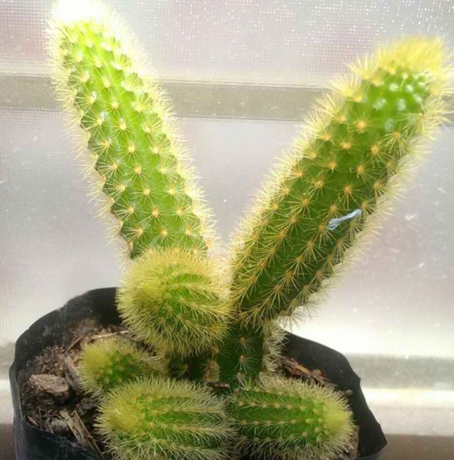 Rat Tail Cactus Propagation