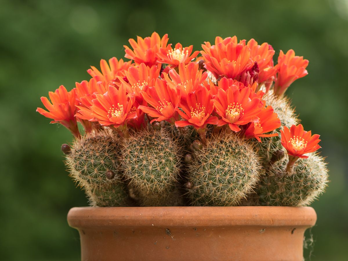 Rebutia Cactus