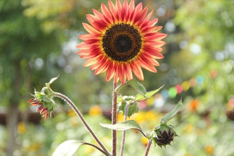 Red Sunflower