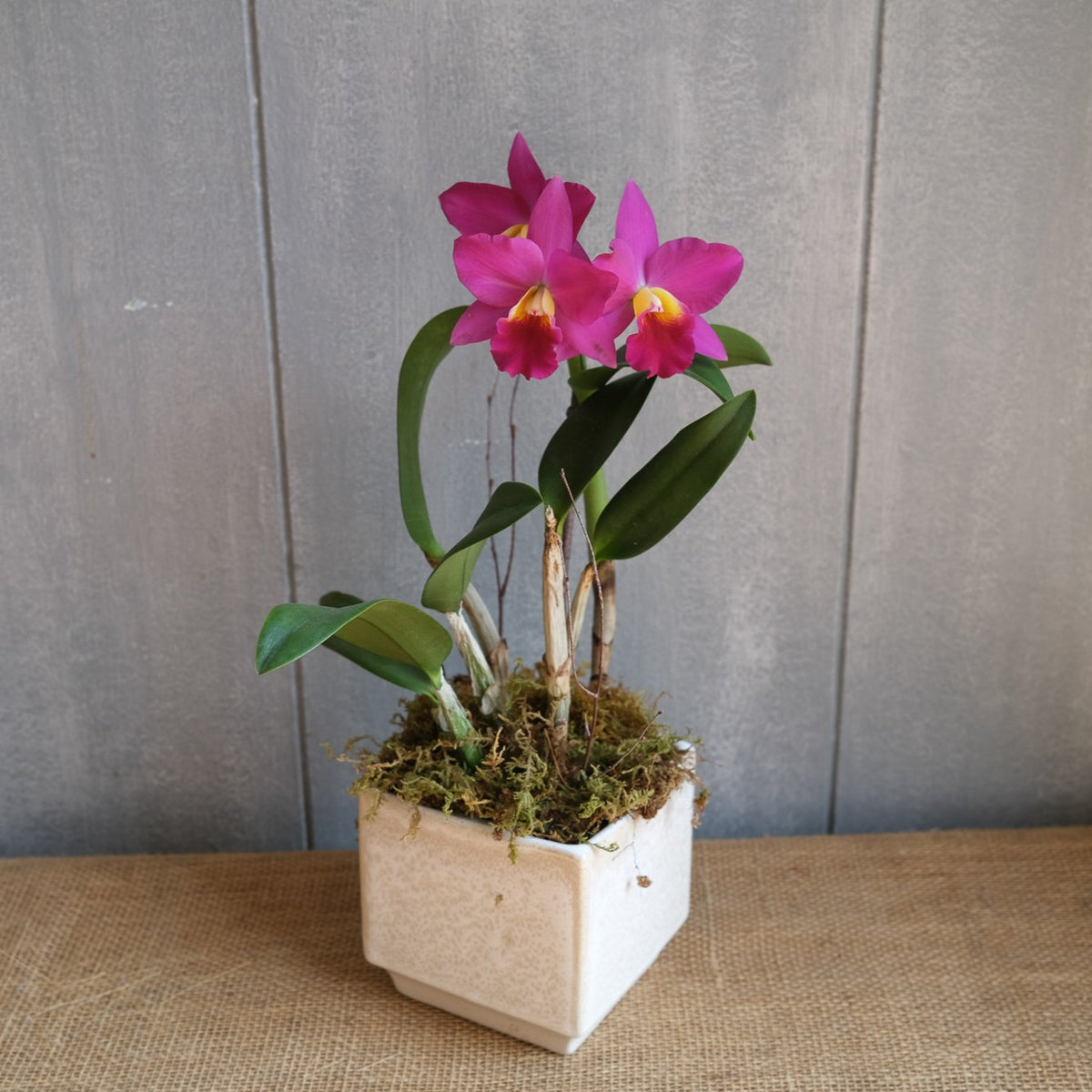 Repotting Cattleya Orchids  