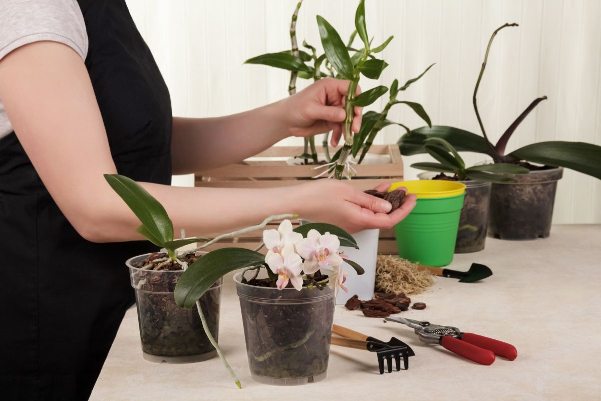 Repotting Dendrobiums