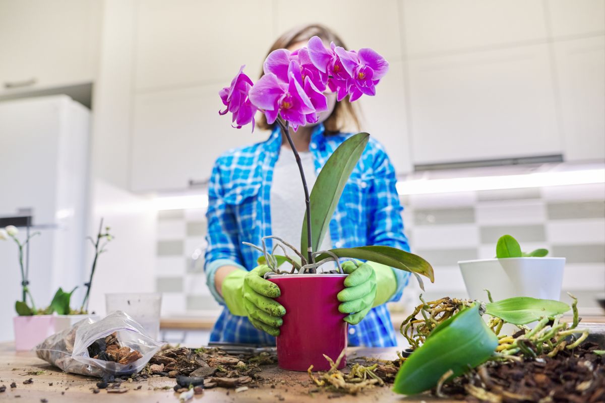 Repotting Orchid