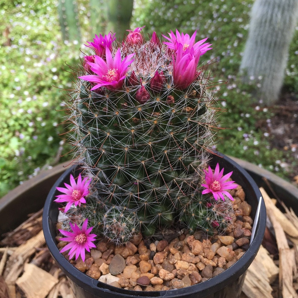 Rosy Pincushion Cactus