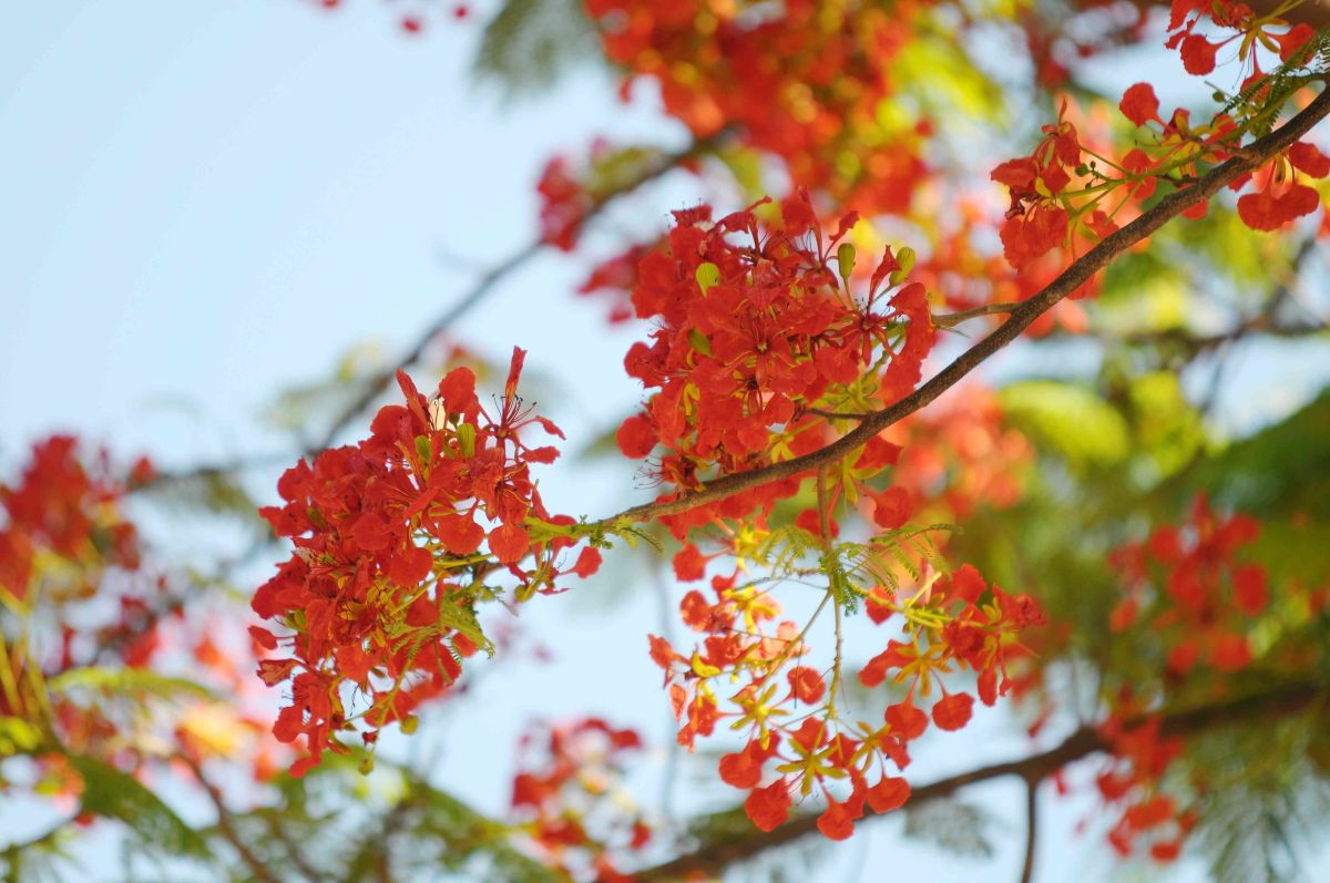 Royal Poinciana tree