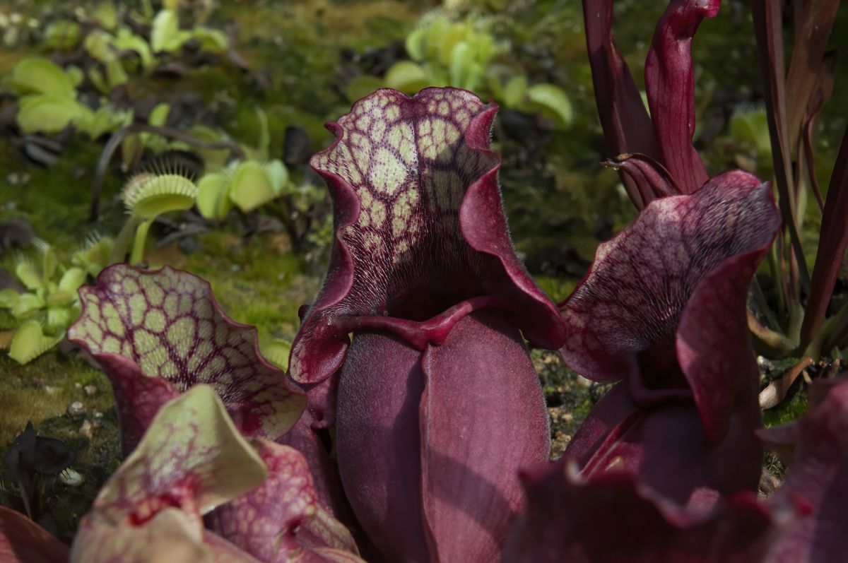 Sarracenia Purpurea