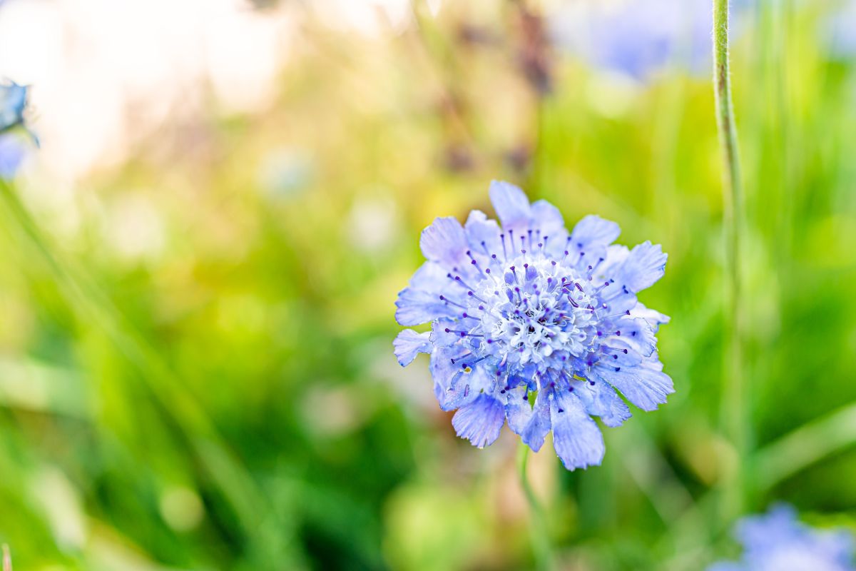 Scabiosa columbaria