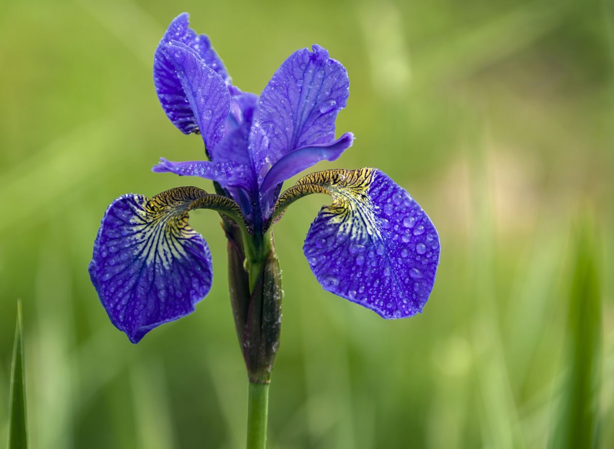 Siberian Iris