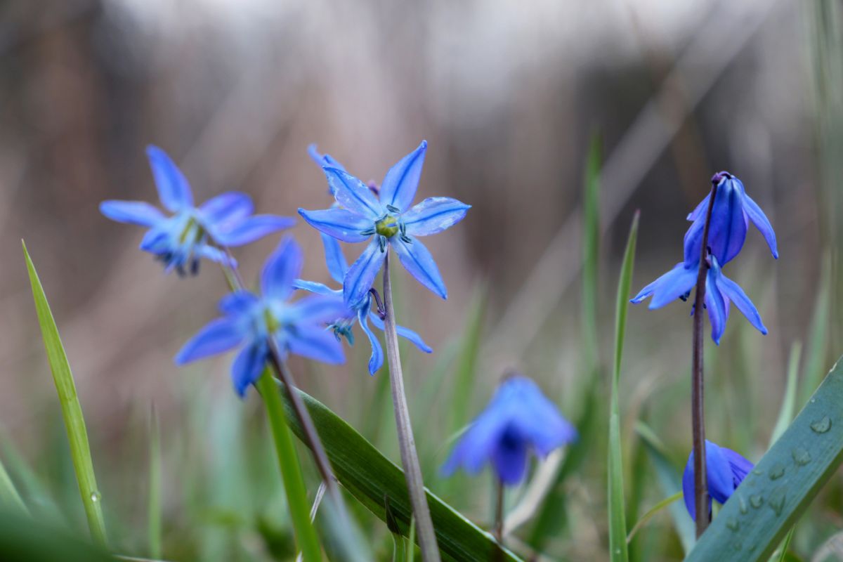 Siberian Squill