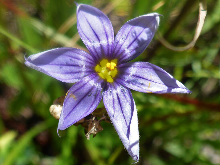 The Beautiful Blue Flowers