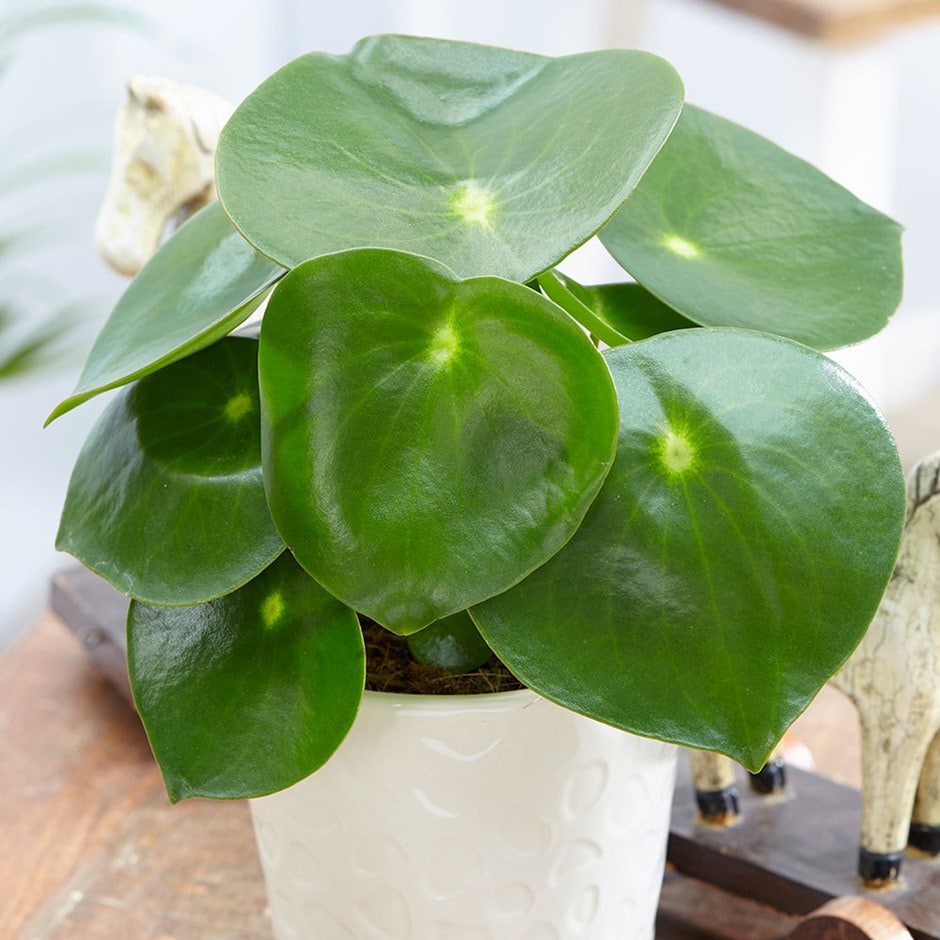 Peperomia Raindrop  Soil and Fertilizer Tips