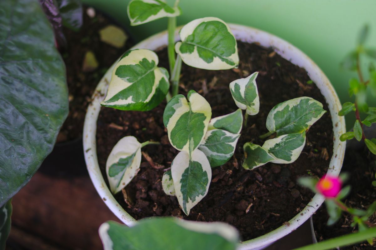 Peperomia Scandens Variegated plant Cupid Peperomia Plant Indoor Live –  NNplant