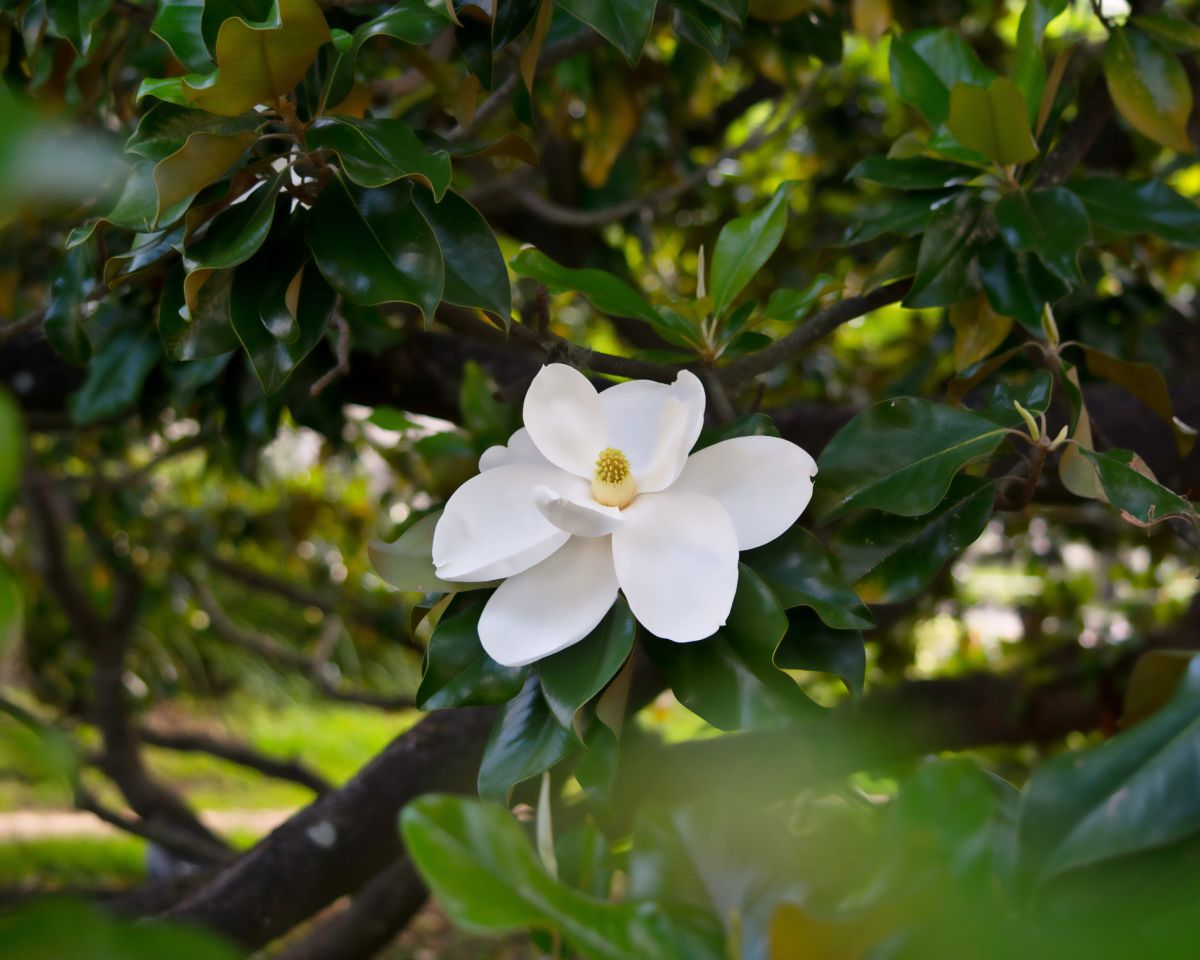 Southern Magnolia 