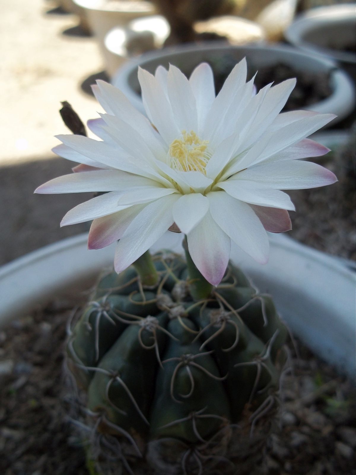 Spider Cactus