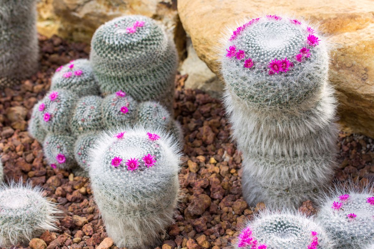 Spiny Pincushion Cactus 