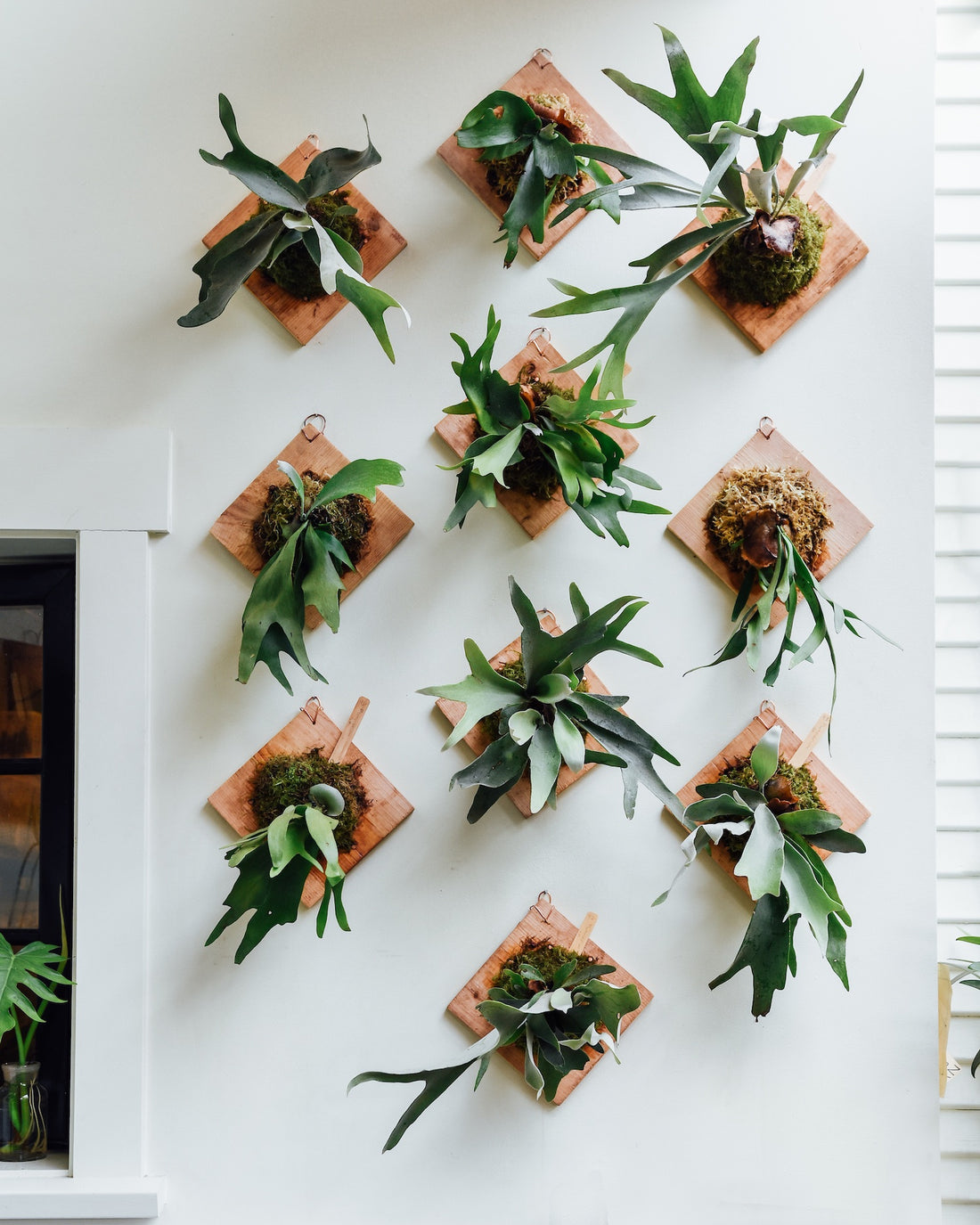 Staghorn Fern Propagation Requirement 