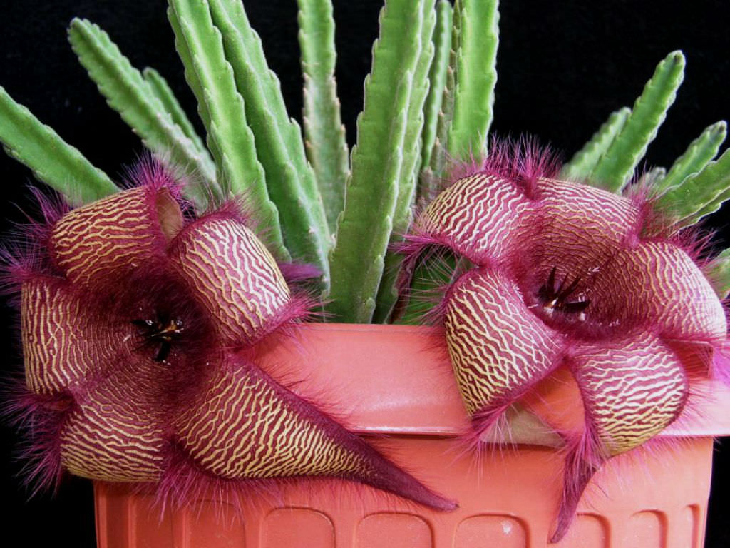  Stapelia grandiflora