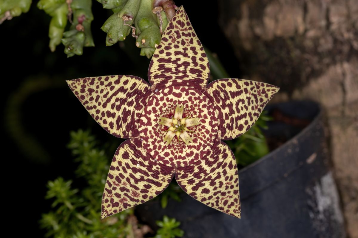 Starfish Cactus