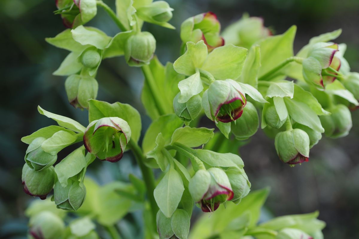 Stinking Hellebore