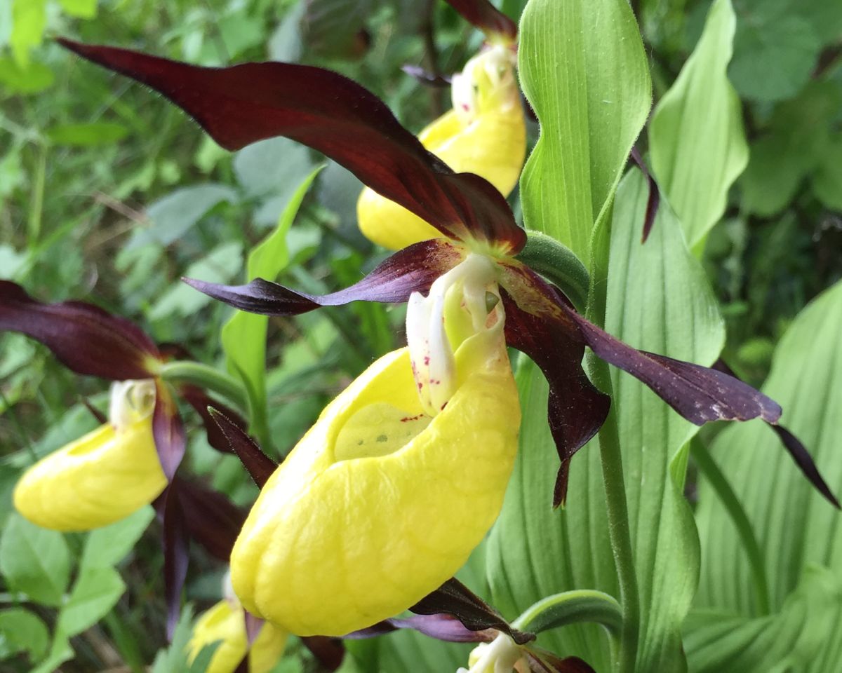 Old discount lady slipper