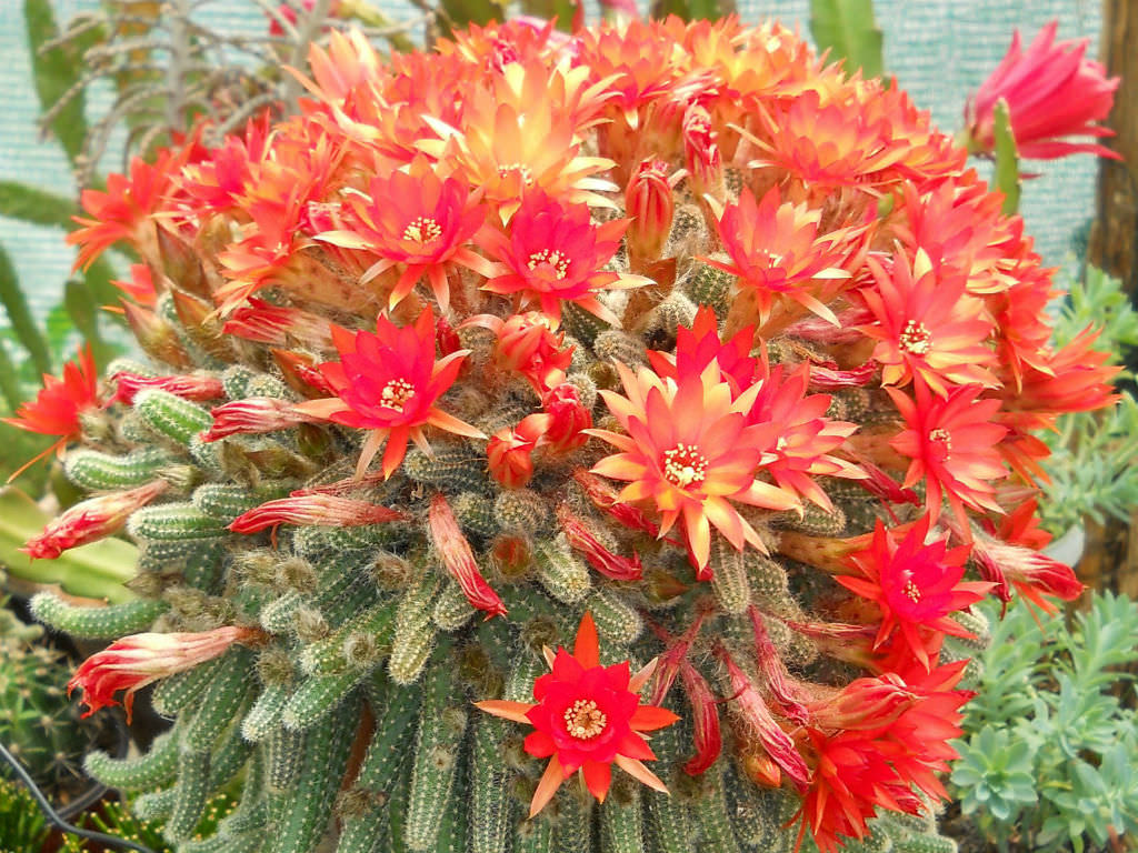 Peanut Cactus Temperature and Humidity