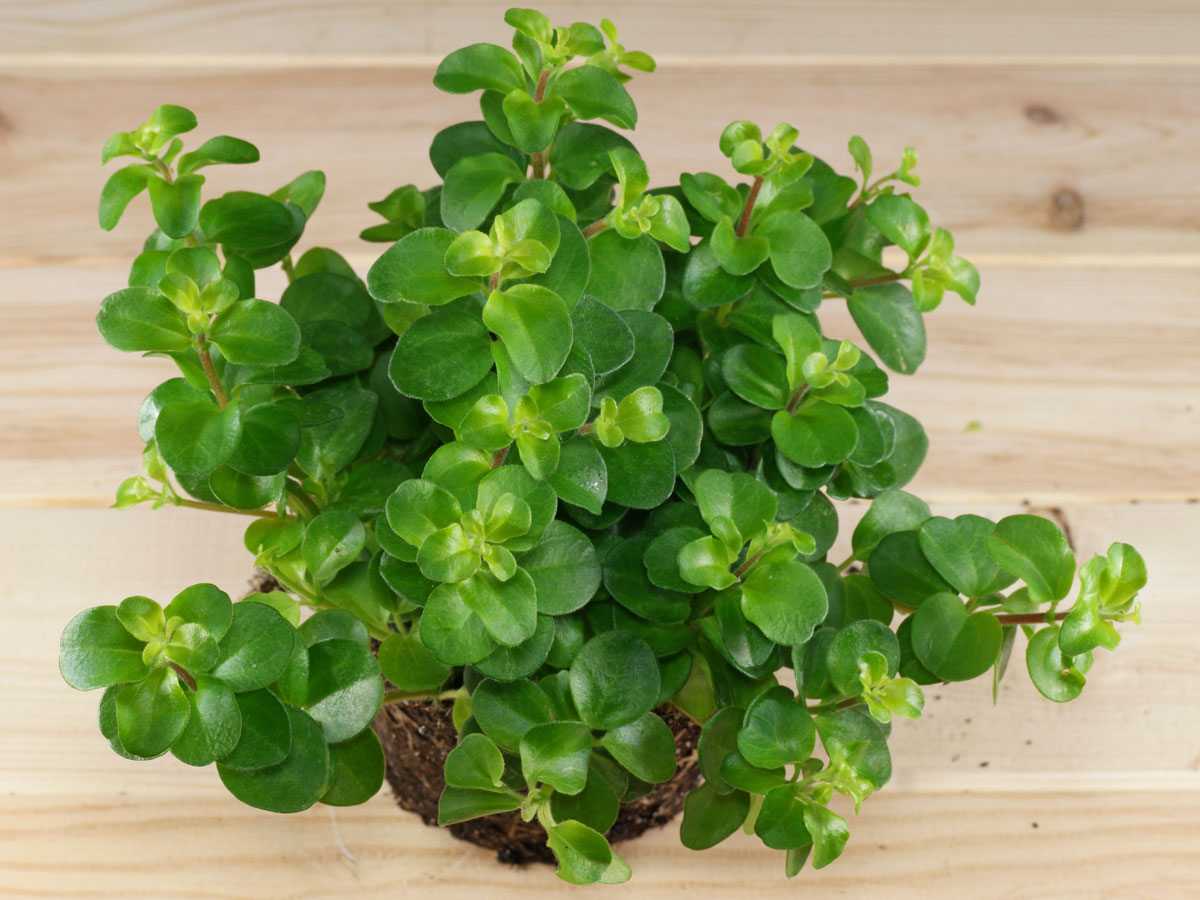 peperomia-rotundifolia-care-tips