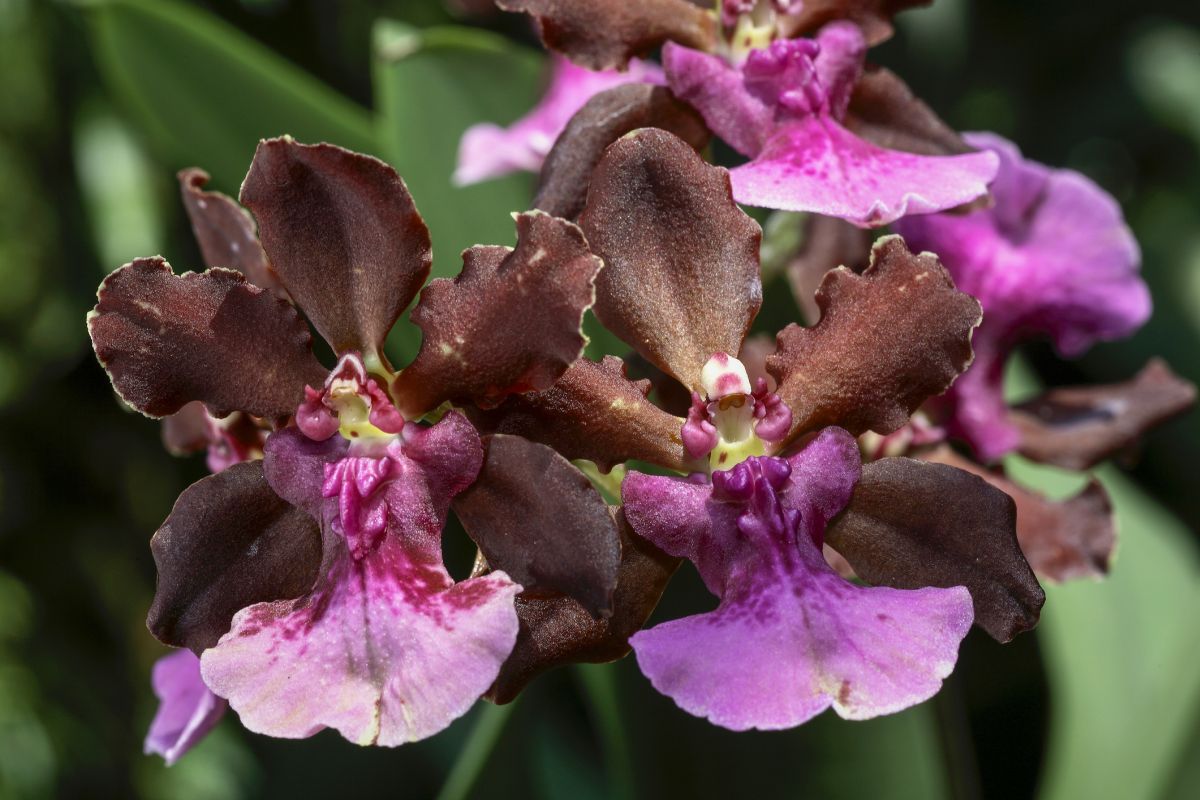 Temperature and Humidity Requirement for Oncidium Orchids 