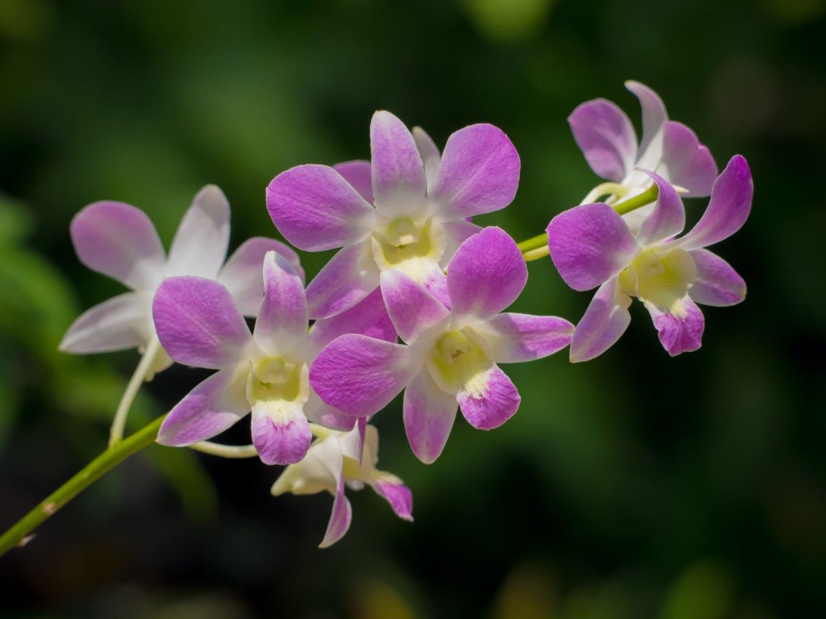 Temperature and Humidity Requirements for Dendrobium Orchids