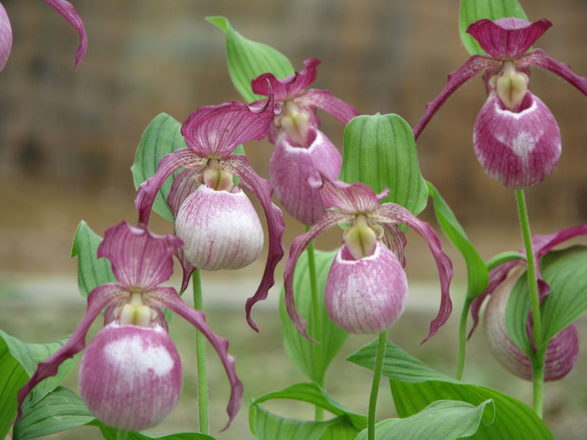 Purple lady best sale slipper orchid