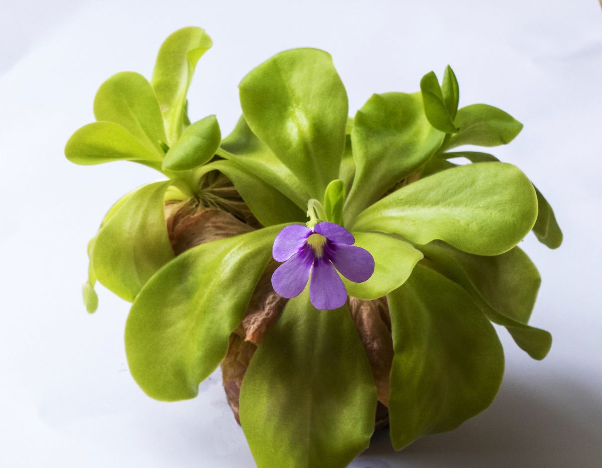 The Butterwort Plant