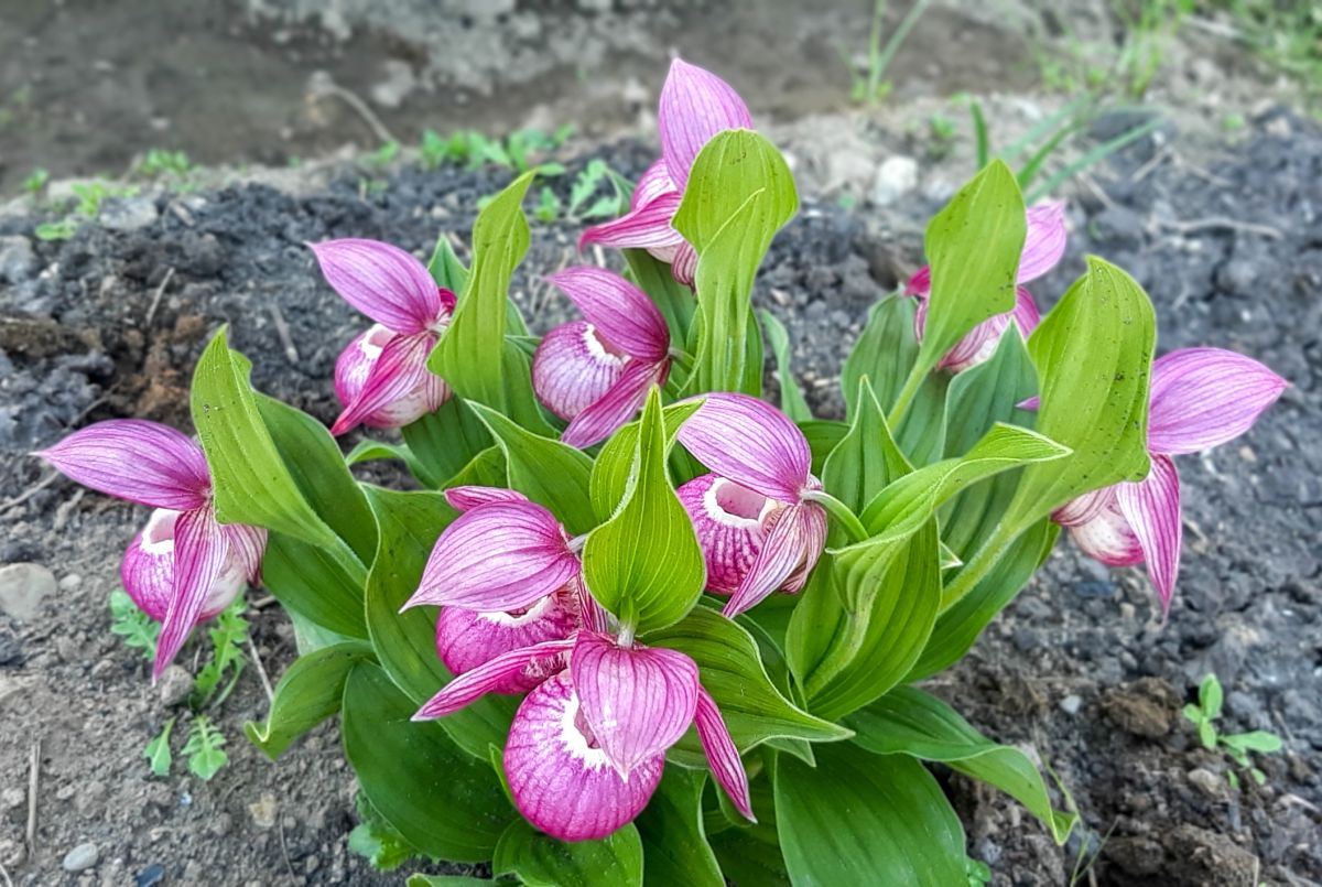 Tall lady slipper on sale plant