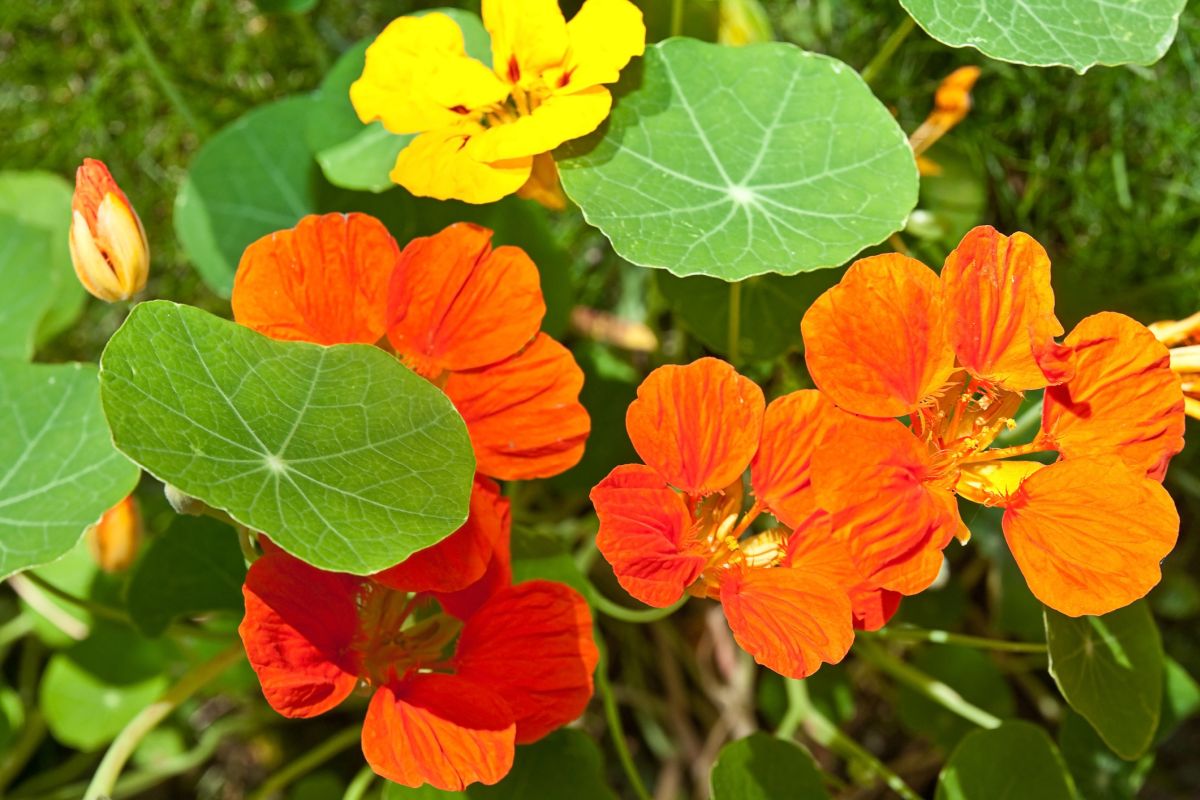 Tropaeolum majus on sale