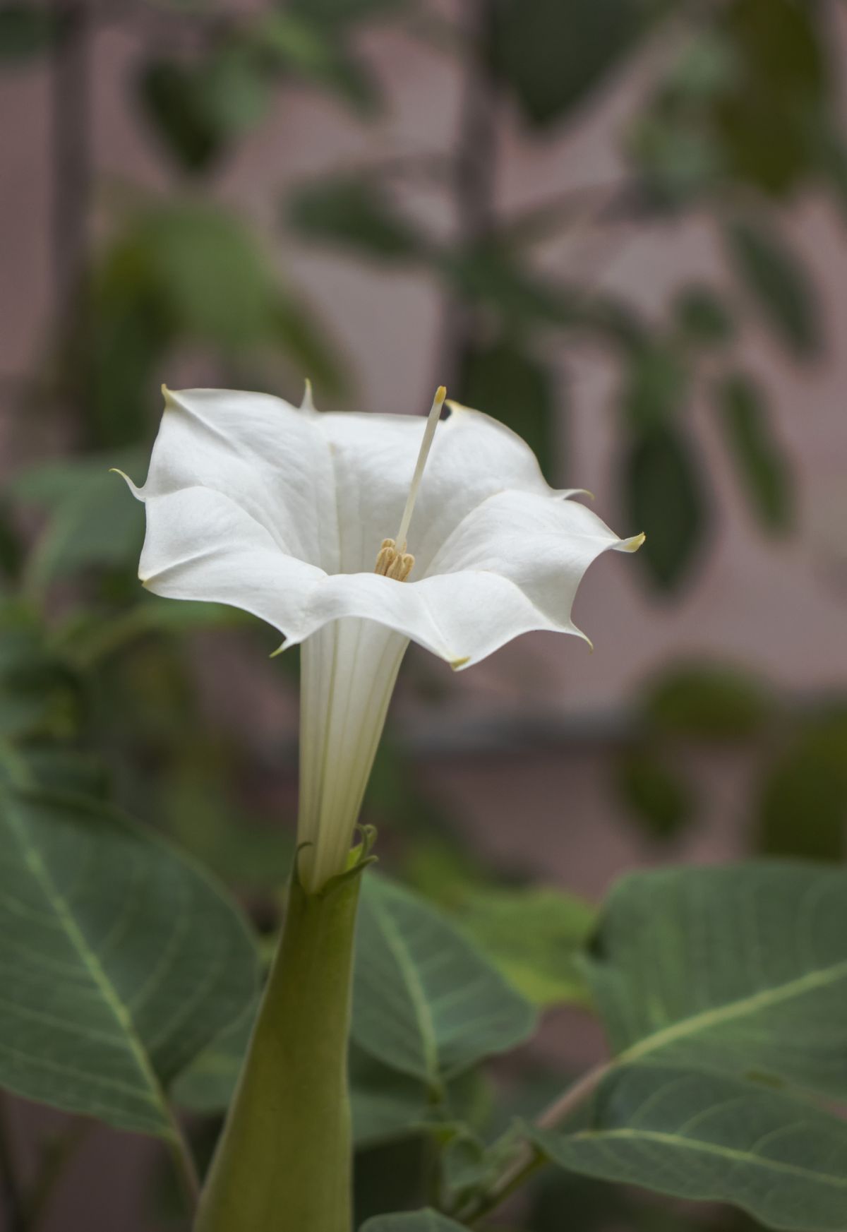 Trumpet Flower