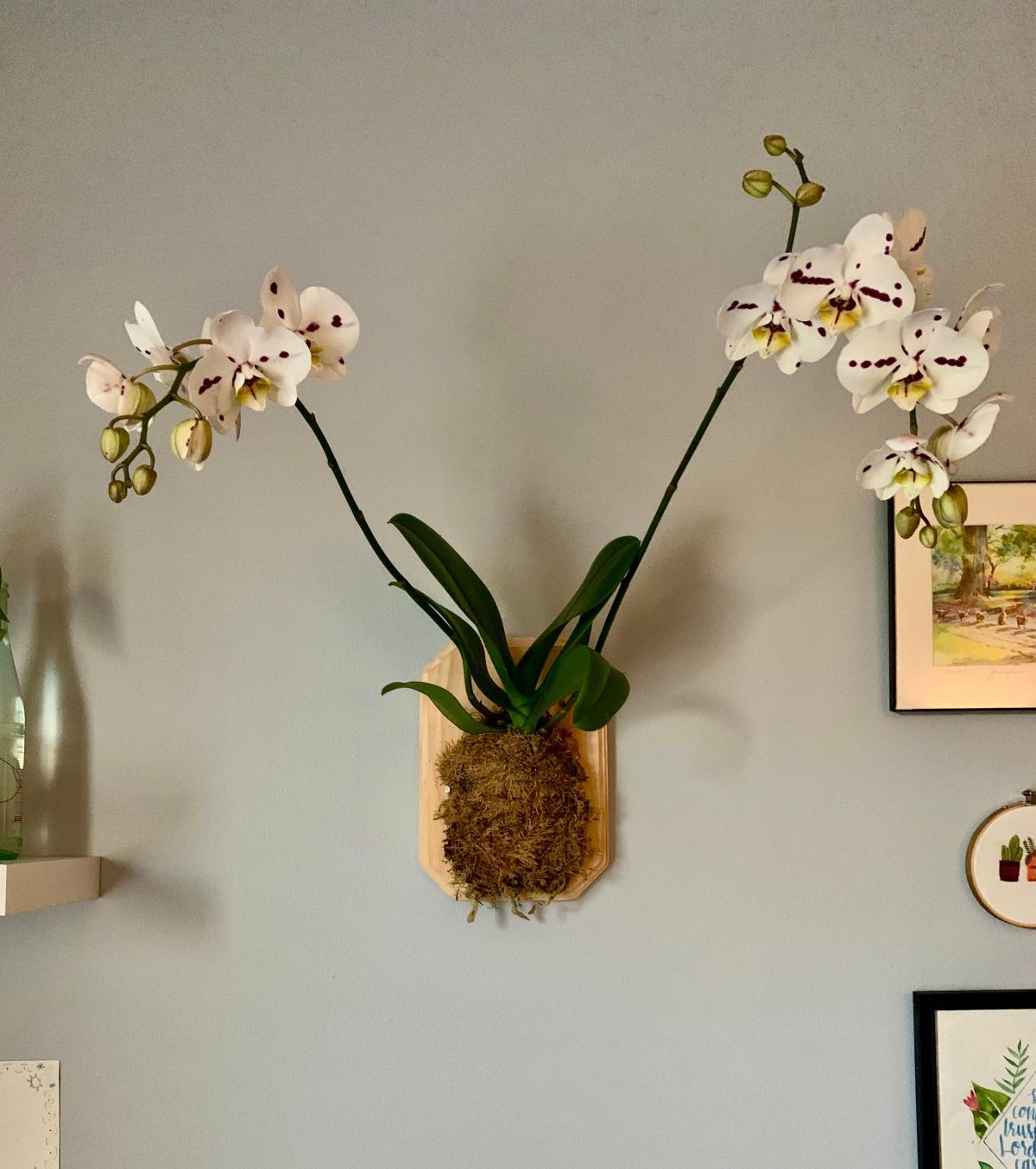 Types of orchids you can mount