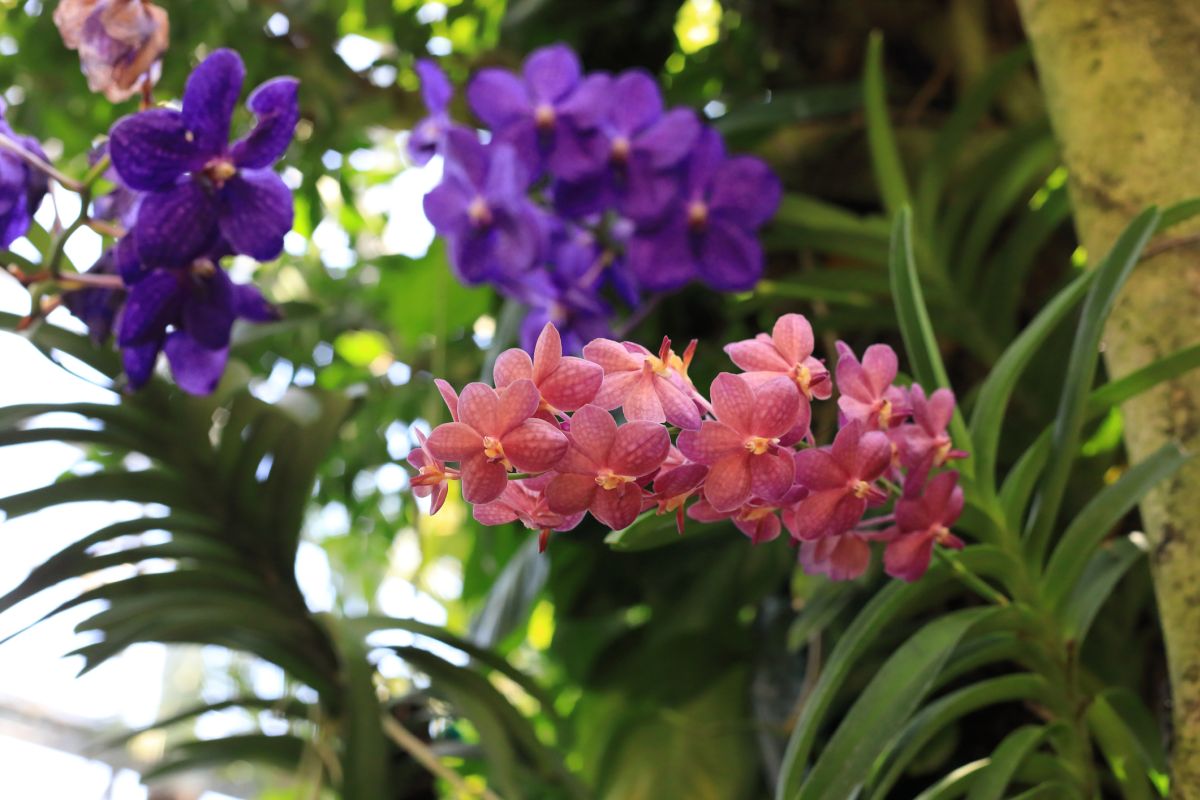 Vanda Orchids 