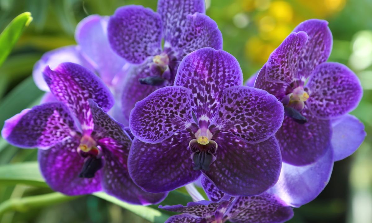 Vanda Orchids Care