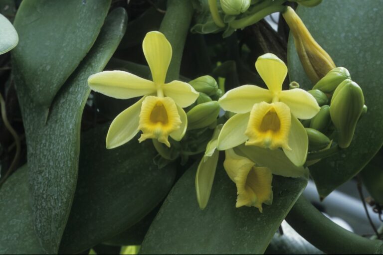 Vanilla Planifolia Growing Your Own Vanilla Bean Orchid