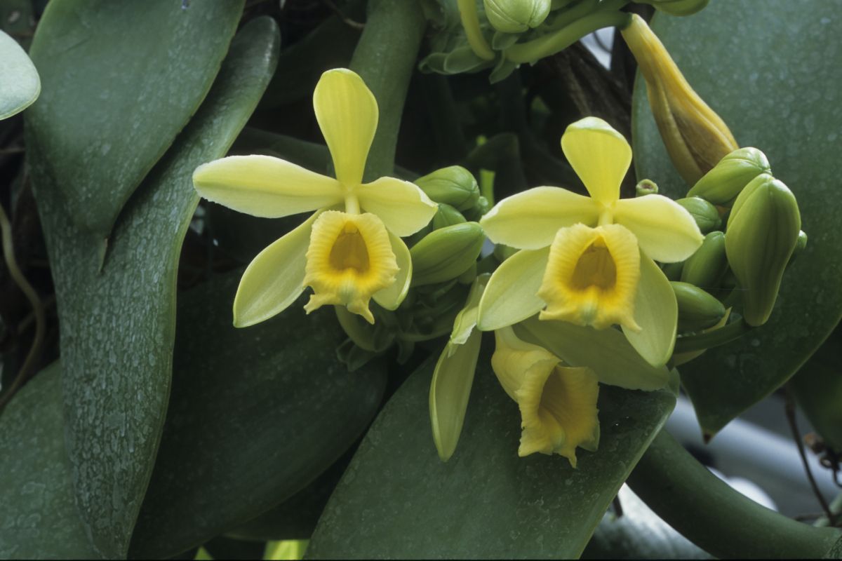 Vanilla planifolia