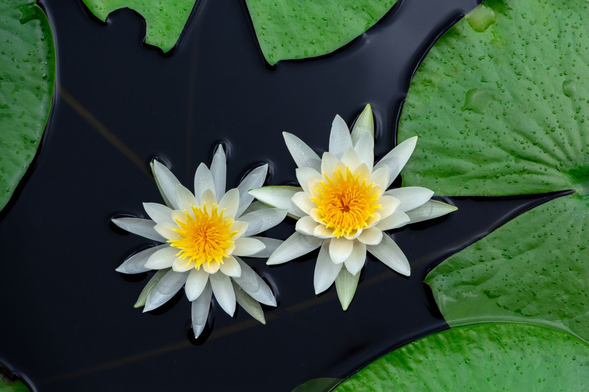 Water Lily 