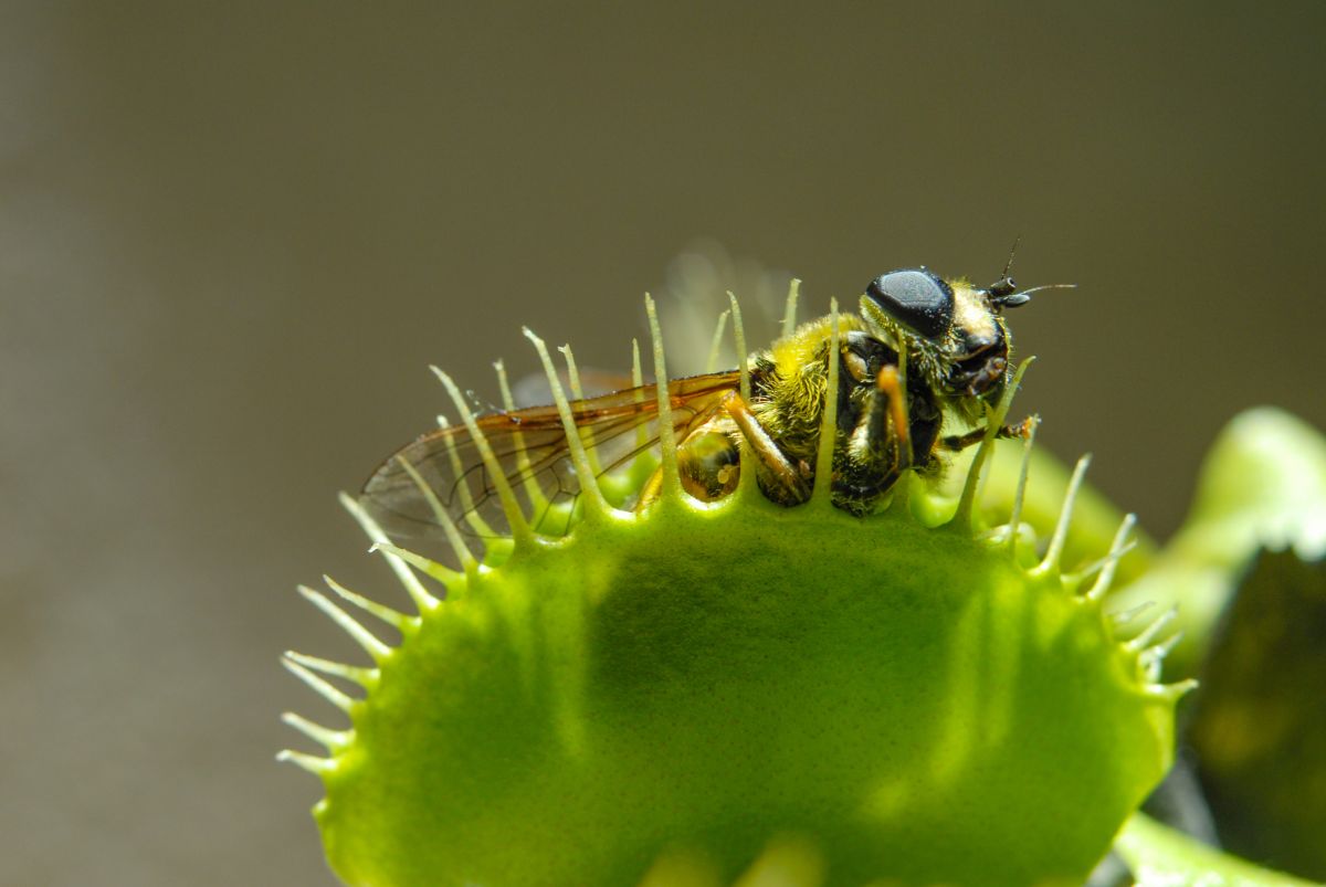 Water Requirements for the Venus Fly Trap Plant