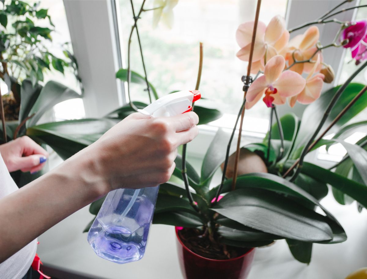Water and nurture your orchids  