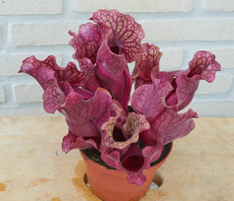 Care and growth guide for the Purple Pitcher Plant (Sarracenia Purpurea)