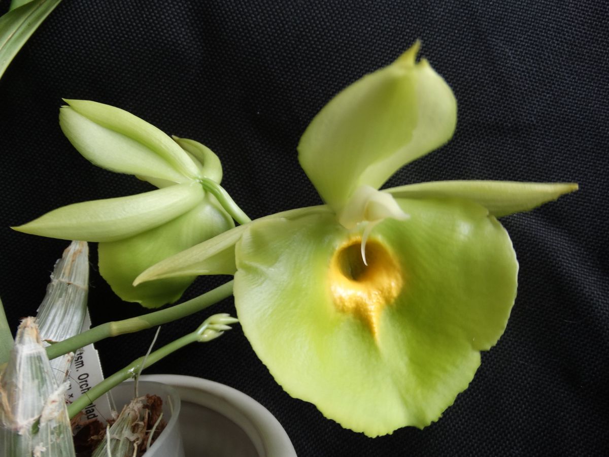 Watering Requirements for Catasetum Orchids 