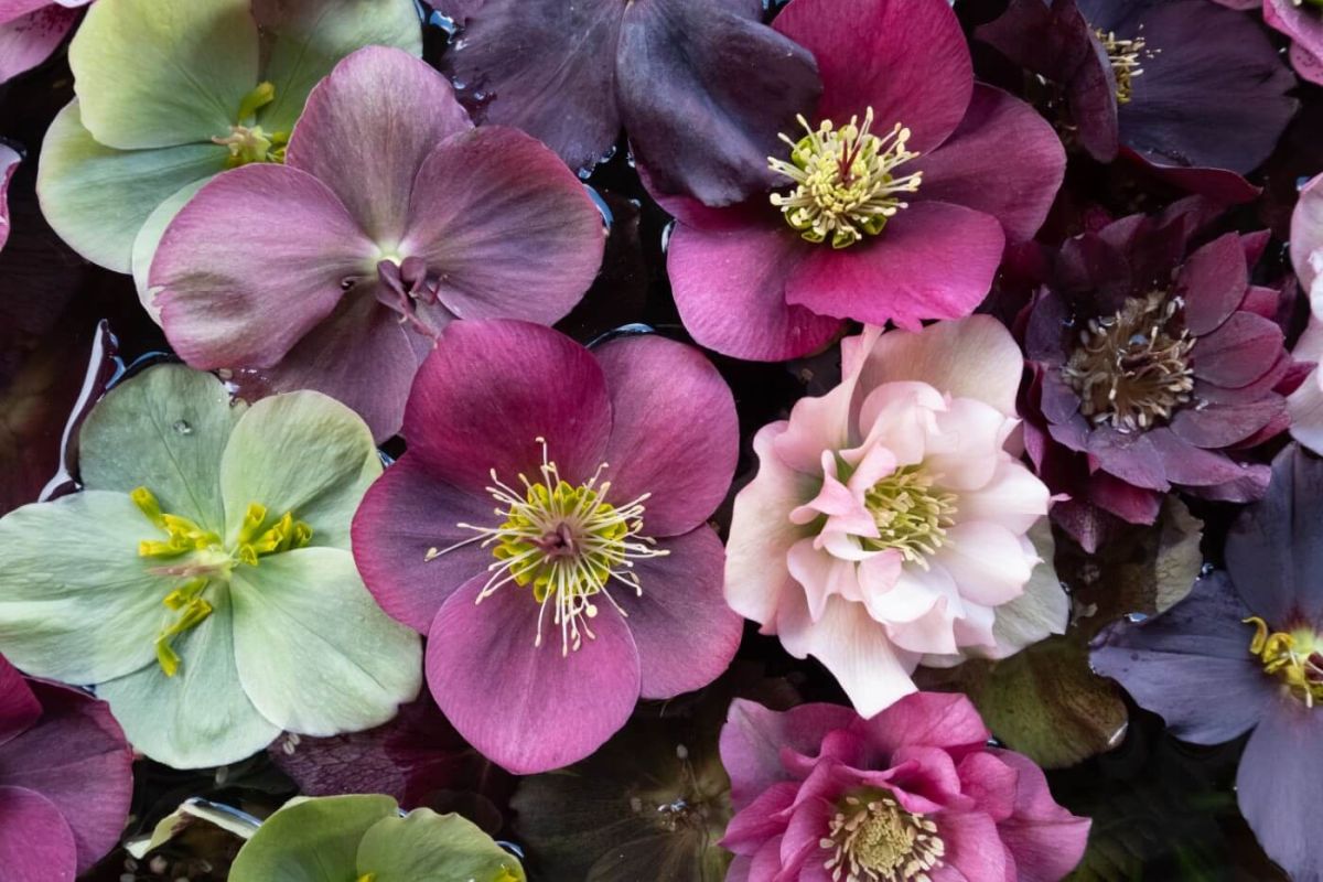 Watering the Hellebores Plant