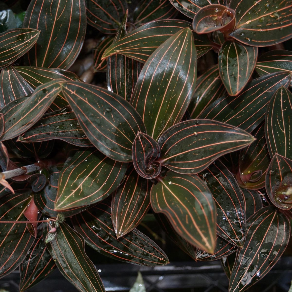 Watering the Jewel Orchid Plant 