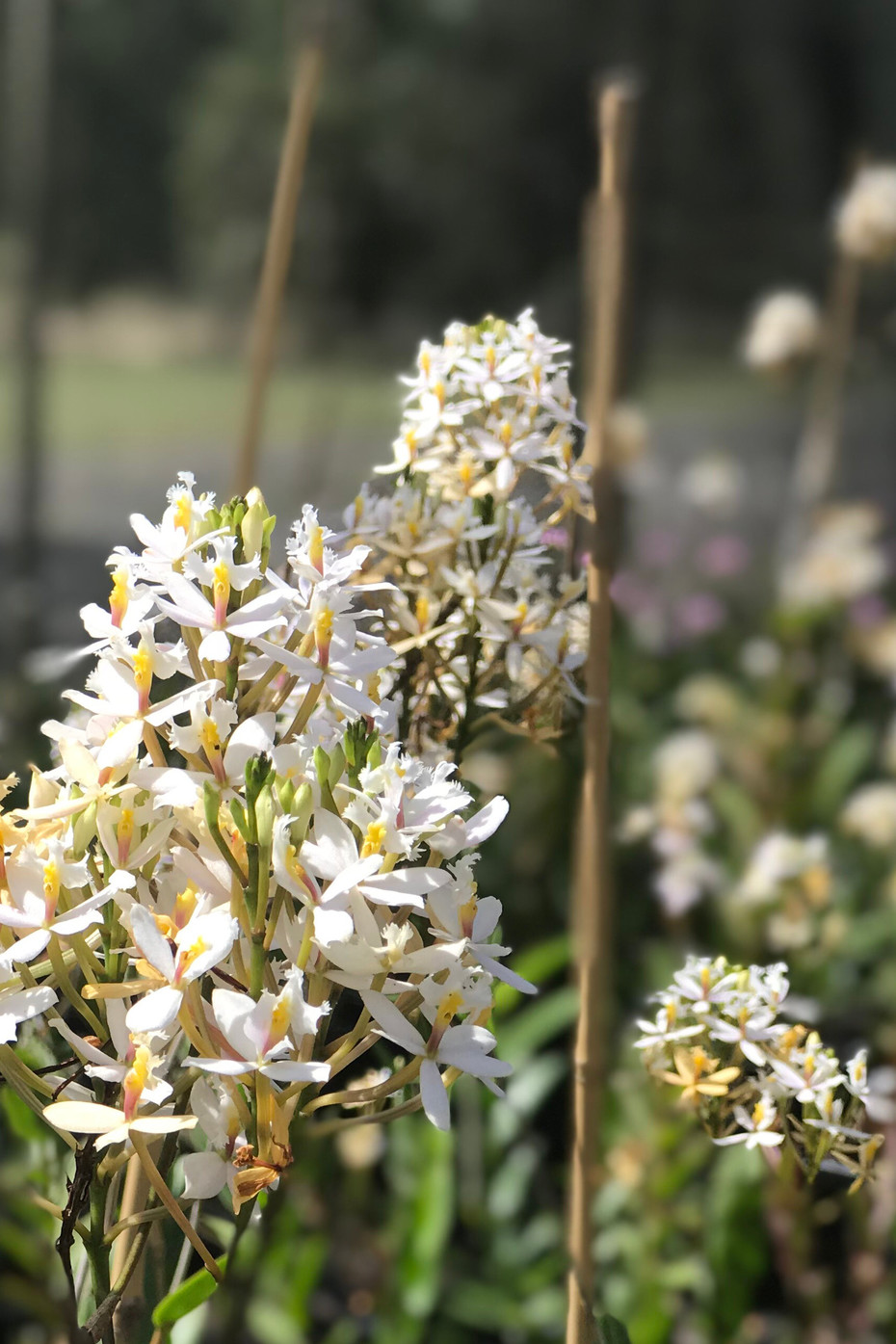 White Epidendrum Care 