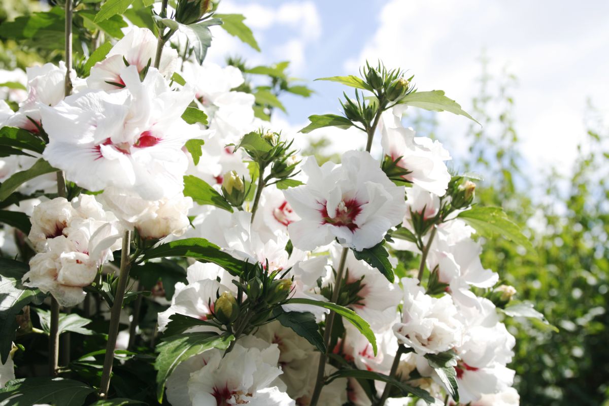 White Flowers - Symbolizes Peace and Purity