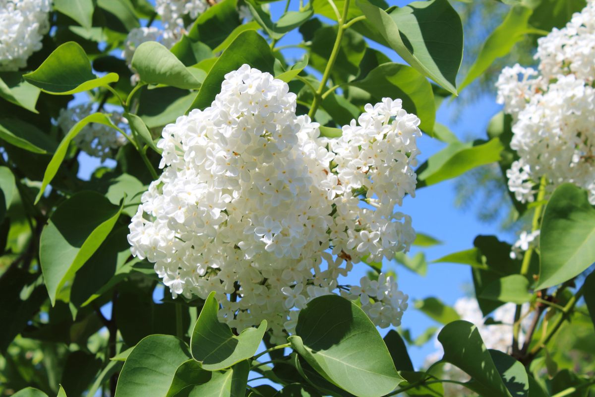 White Lilac