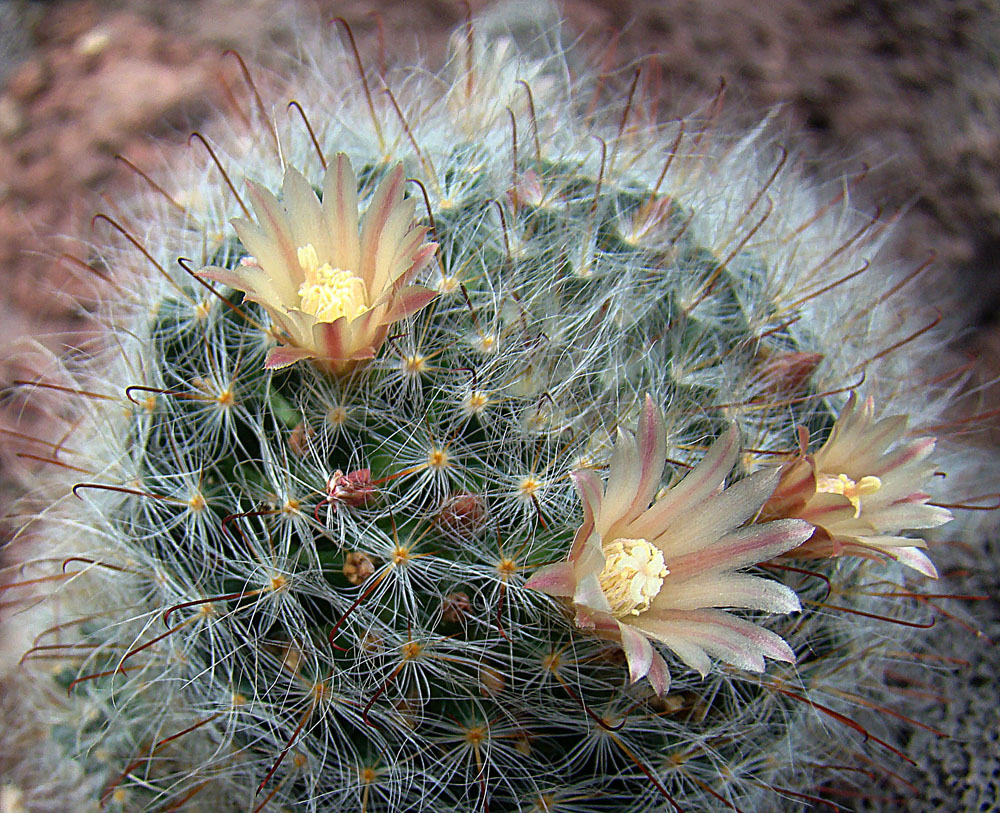 Wintering A Powder Puff Cactus